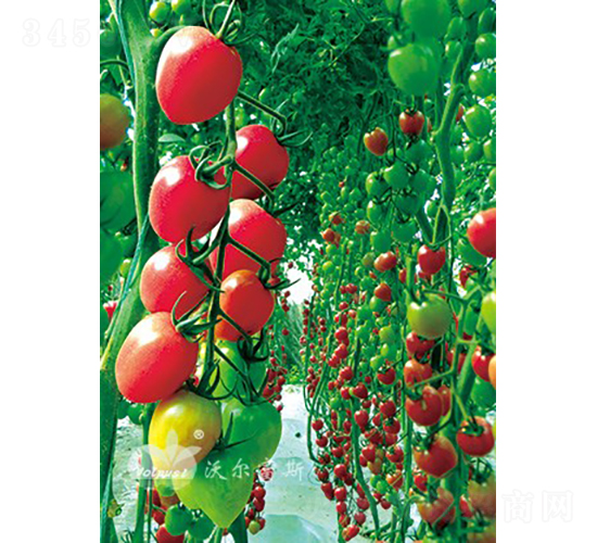 千粉1106F1（高抗TY病毒千禧類型小番茄）-番茄種子-沃爾富斯