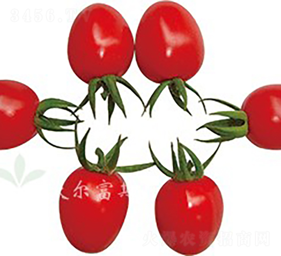 安德利二號(hào)F1（抗TY紅果小番茄）-番茄種子-沃爾富斯