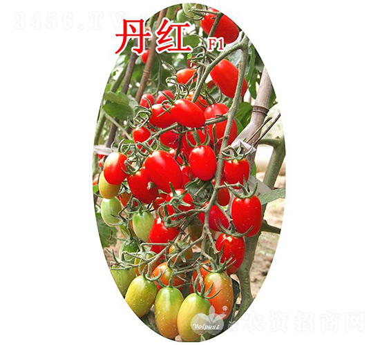 丹紅F1（抗TY耐熱紅果小番茄）-番茄種子-沃爾富斯