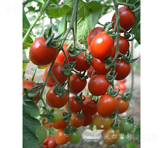 小天使F1（臺灣引進，市場暢銷品種）-番茄種子-沃爾富斯