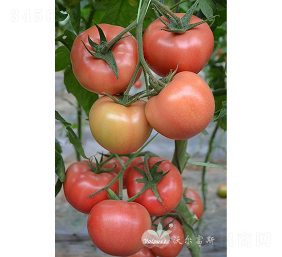 迪麗斯二號F1（抗TY病毒粉果大番茄）-番茄種子-沃爾富斯