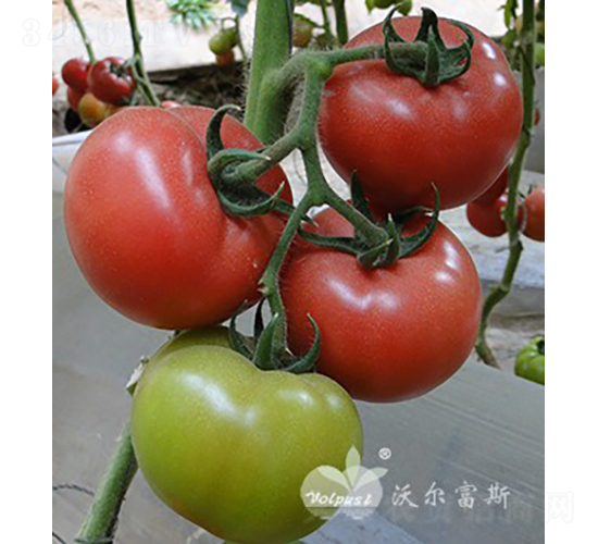 奧思娜二號F1（產量高、耐貯運）-番茄種子-沃爾富斯