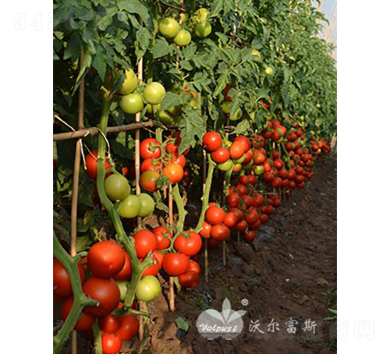 貝利健二號F1（抗TY病毒紅果大番茄）-番茄種子-沃爾富斯