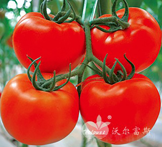 紅雙盈F1（紅果大番茄）-番茄種子-沃爾富斯