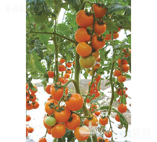 臺南黃珠F1（優(yōu)質黃果小番茄）-番茄種子-沃爾富斯