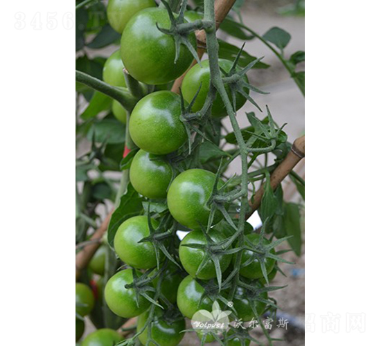 綠貝貝F1（綠色圓果小番茄）-番茄種子-沃爾富斯