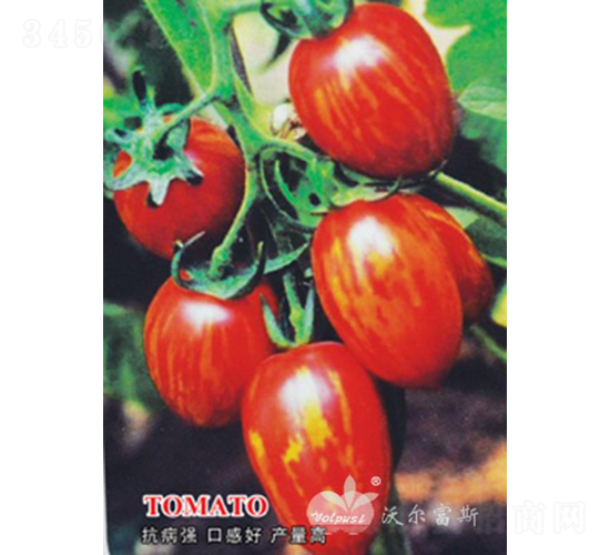 彩紅一號(hào)F1（紅黃花紋特色小番茄）-番茄種子-沃爾富斯