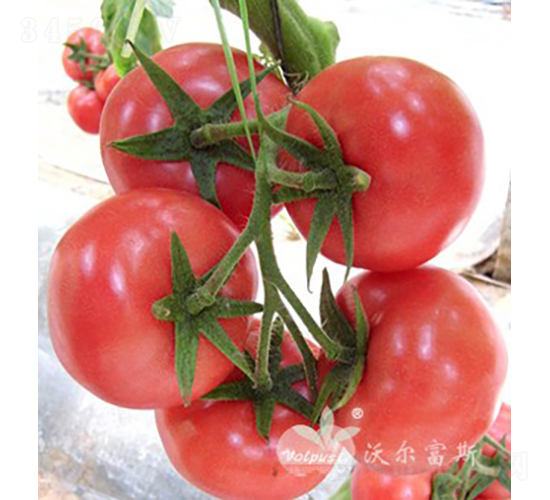 夏威夷三號F1（抗TY越夏精品粉果大番茄）-番茄種子-沃爾富斯