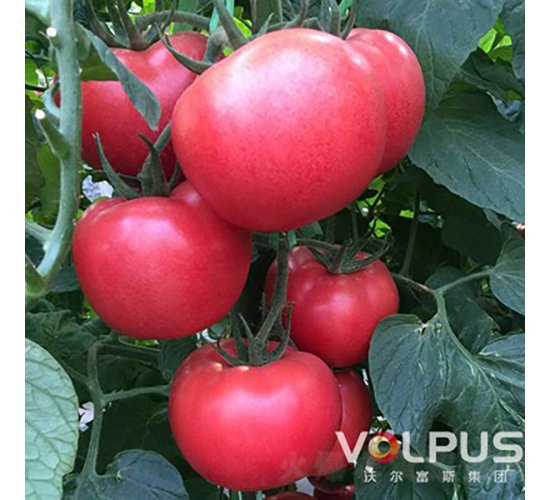 奧地利二號(hào)F1（抗TY粉果大番茄）-番茄種子-沃爾富斯
