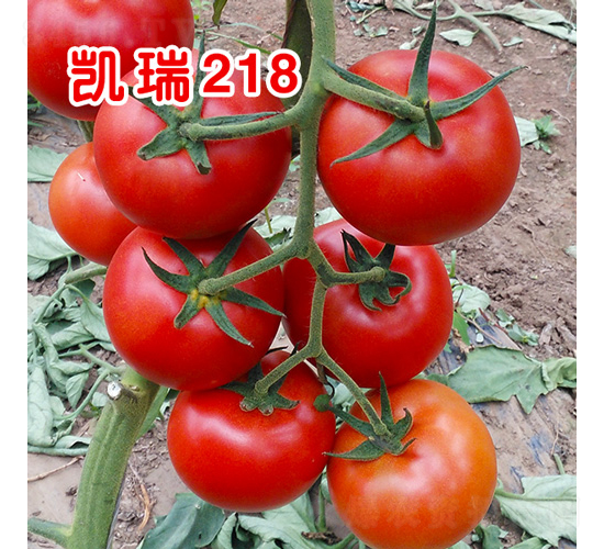 凱瑞218（抗TY病毒精品紅果大番茄）-番茄種子-沃爾富斯