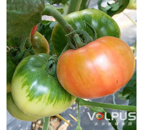 粉貝兒21號F1（青肩大果特色草莓番茄）-番茄種子-沃爾富斯