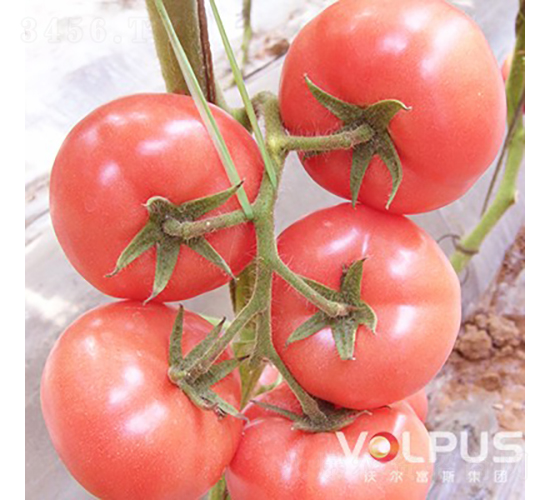 迪麗斯五號F1（抗TY病毒粉果大番茄）-番茄種子-沃爾富斯
