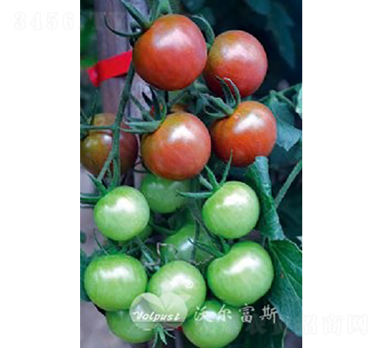 黑珍珠808F1（高產黑色小番茄）-番茄種子-沃爾富斯