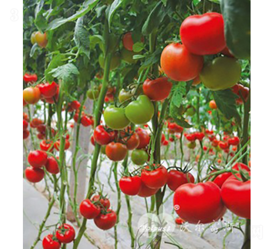 ���_�؁�F1����TY�߮a(ch��n)�߶˼t�����ѣ�-���ѷN��-�֠���˹