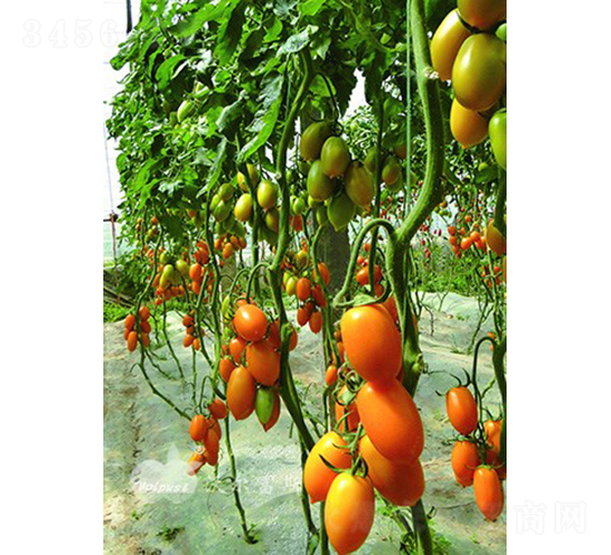 �������_��F1����(y��u)�|(zh��)�Sɫ�_����ͷ��ѣ�-���ѷN��-�֠���˹