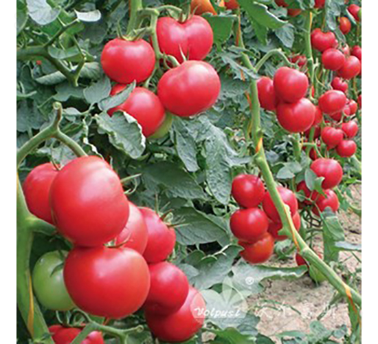 �W����F1����TY�۹����ѣ�-���ѷN��-�֠���˹