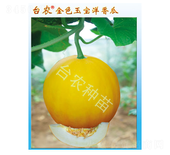 �_(t��i)�r(n��ng)��ɫ�����-��ϷN��-�_(t��i)�r(n��ng)�N��