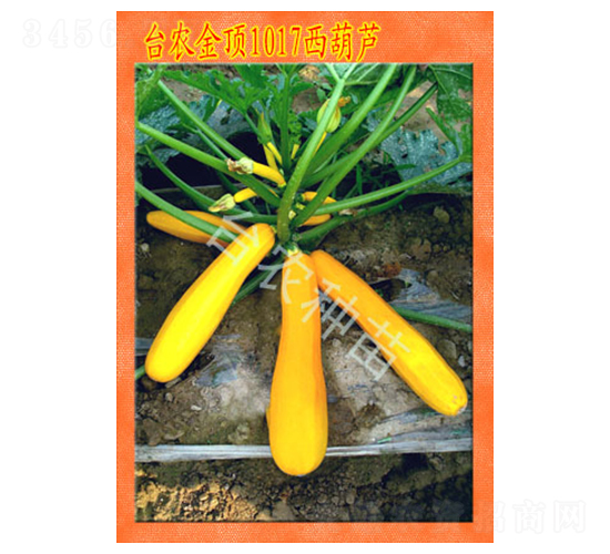 �_�r(n��ng)���1017�����J-�����J�N��-�_�r(n��ng)�N��