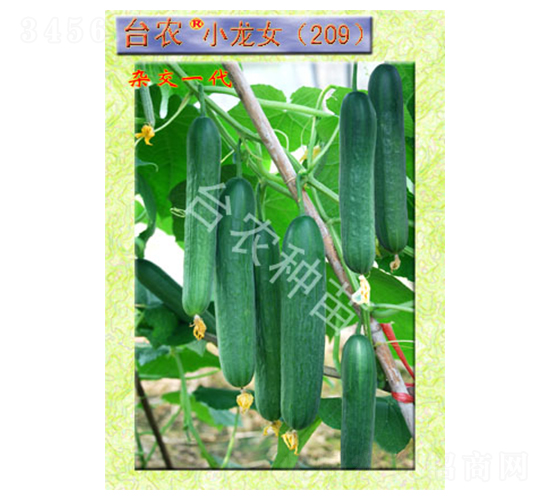 �_(t��i)�r(n��ng)С��Ů209ȫ���S��-�S�ϷN��-�_(t��i)�r(n��ng)�N��