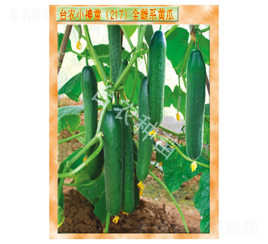 小神童217全雌系黃瓜-黃瓜種子-臺農(nóng)種苗
