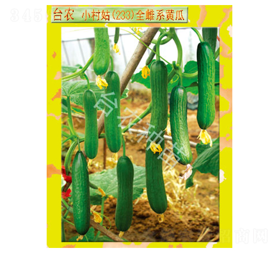 臺農(nóng)小村姑233全雌黃瓜-黃瓜種子-臺農(nóng)種苗