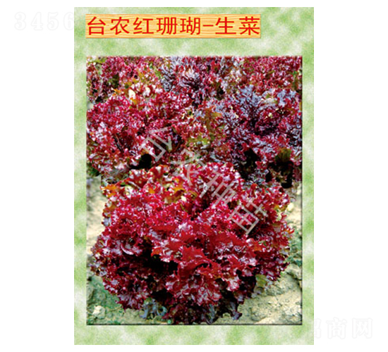 �_�r�tɺ������-���˷N��-�_�r�N��