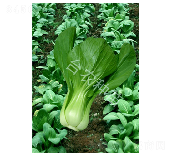 �彭�ײ�-�ײ˷N��-�_�r(n��ng)�N��