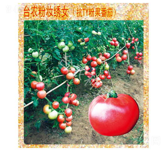 �ۊy�CŮ����-���ѷN��-�_�r�N��