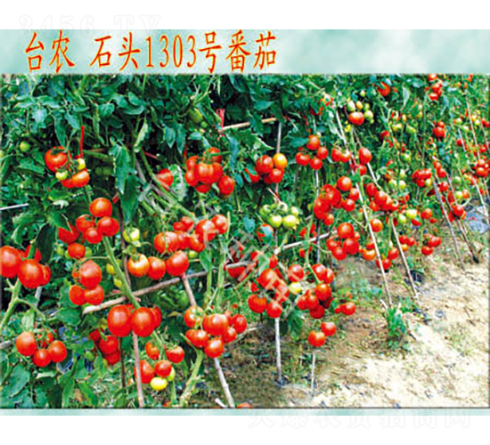 ʯ�^1303����-���ѷN��-�_�r�N��