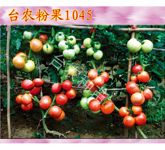 臺農(nóng)粉果1045-番茄種子-臺農(nóng)種苗