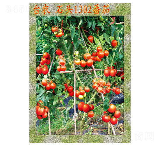 �_(t��i)�r(n��ng)ʯ�^1302����-���ѷN��-�_(t��i)�r(n��ng)�N��