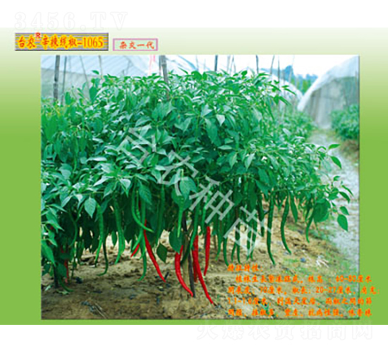 ����-1065-�����N��-�_�r�N��