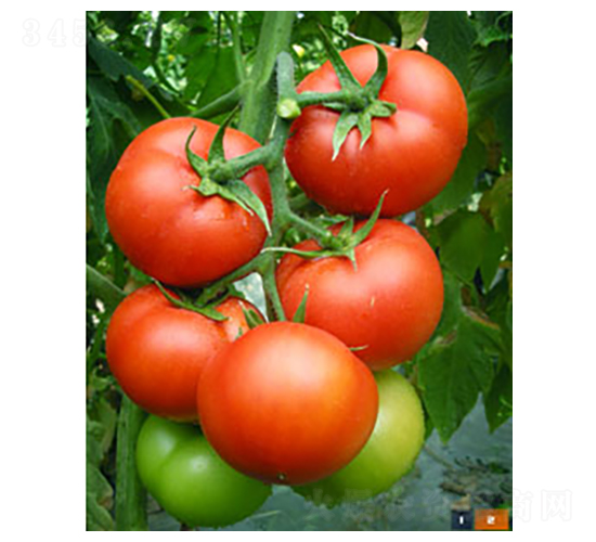 6169番茄-番茄種子-桂福園農(nóng)業(yè)