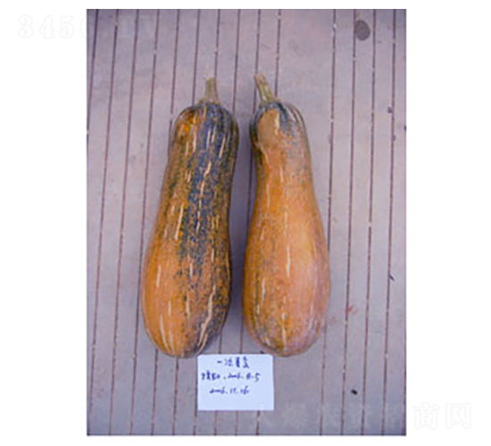 粉甜王南瓜-南瓜種子-桂福園農(nóng)業(yè)