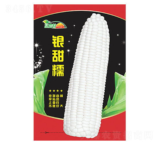 玉米種子-銀甜糯-科星