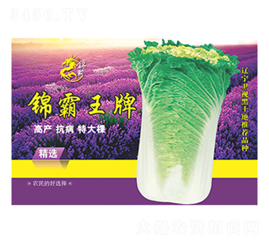 白菜種子--科星