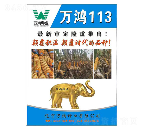玉米種子-萬鴻113-萬鴻種業(yè)