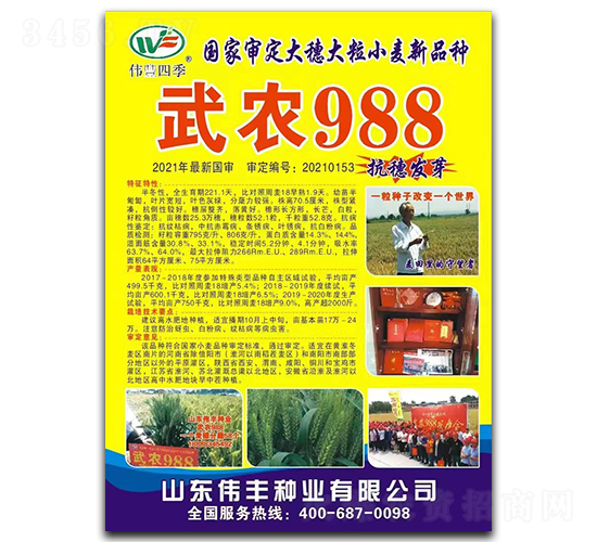 武農(nóng)988-小麥種子-偉豐種業(yè)