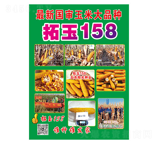 玉米種子-拓玉158-久翔農(nóng)業(yè)