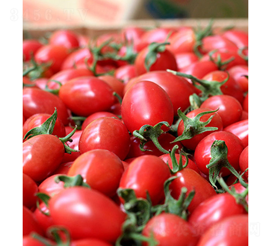 依農(nóng)甜粉2號(hào)-小番茄種子-依農(nóng)農(nóng)業(yè)