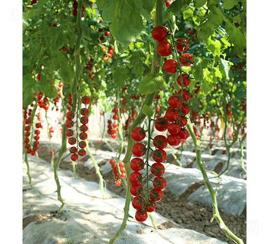 紅星99-小番茄種子-依農農業(yè)