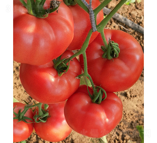 甜豐99-番茄種子-依農農業(yè)