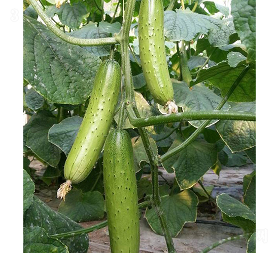 �T�S8̖(h��o)-�S�ϷN��-���r(n��ng)�r(n��ng)�I(y��)