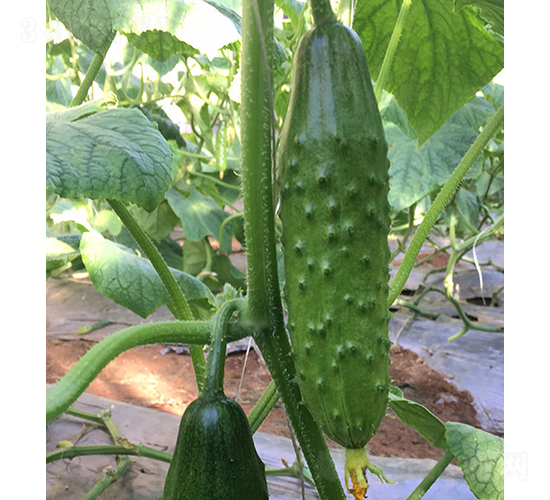 ����̖-�S�ϷN��-���r(n��ng)�r(n��ng)�I(y��)