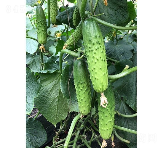 依農(nóng)綠甜1號(hào)-黃瓜種子-依農(nóng)農(nóng)業(yè)