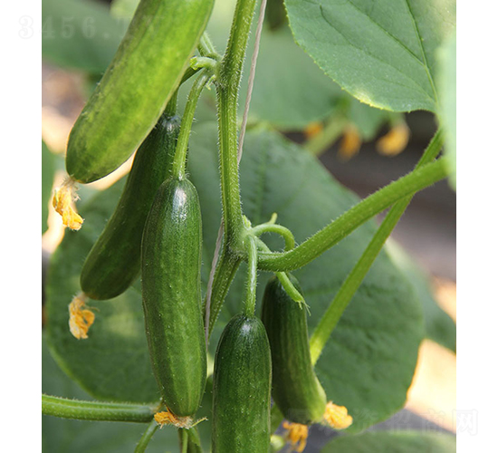 玉女-水果黃瓜種子-依農農業(yè)