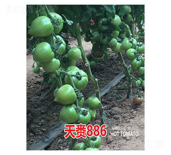 天賚886-忠農(nóng)坤創(chuàng)