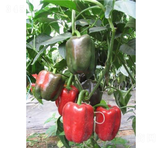 �н��t�@1̖(h��o)-�𽷷N��-���߷N�I(y��)