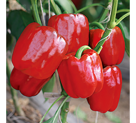 �н�2108̖(h��o)-�𽷷N��-���߷N�I(y��)