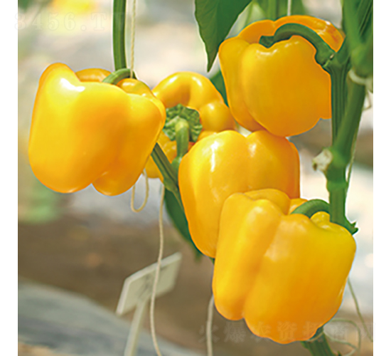 �н��S�@2̖(h��o)-�𽷷N��-���߷N�I(y��)